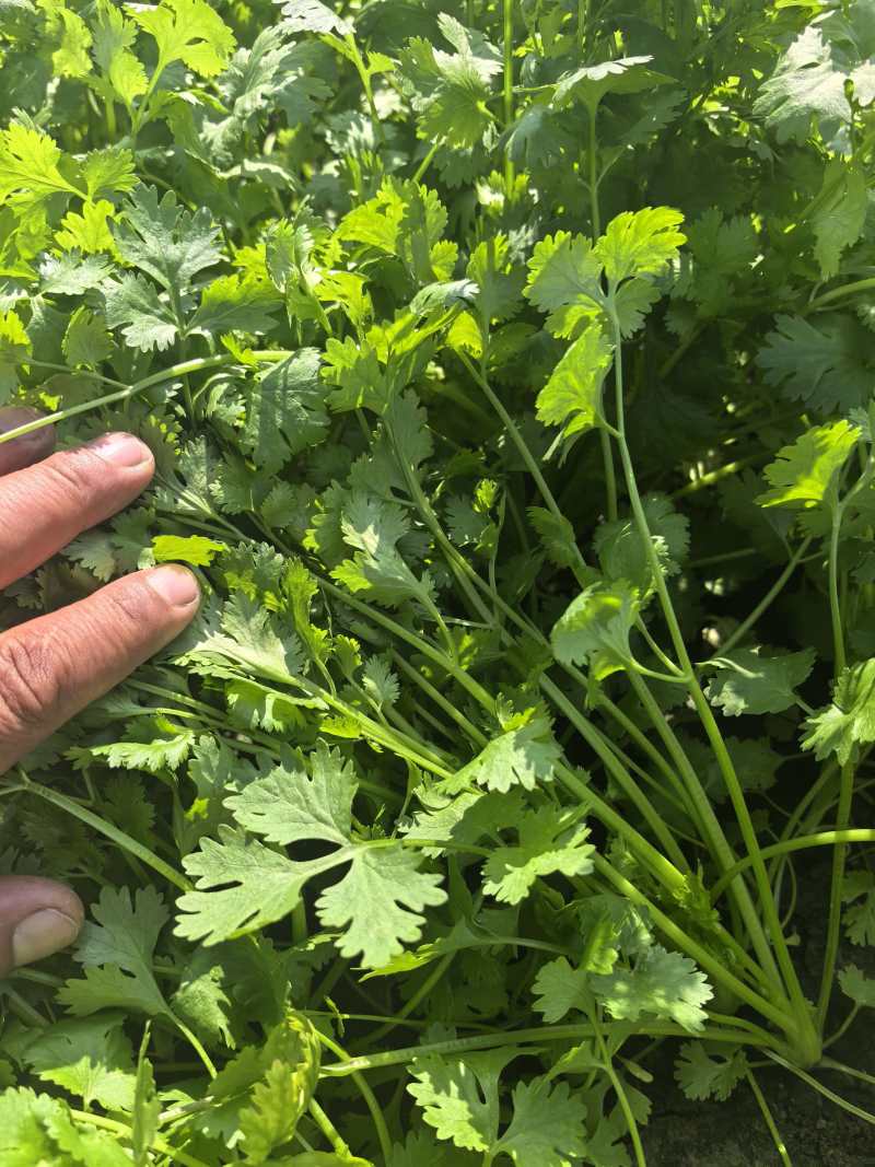 大叶香菜新鲜现采做工精细可发各地市场超市电商