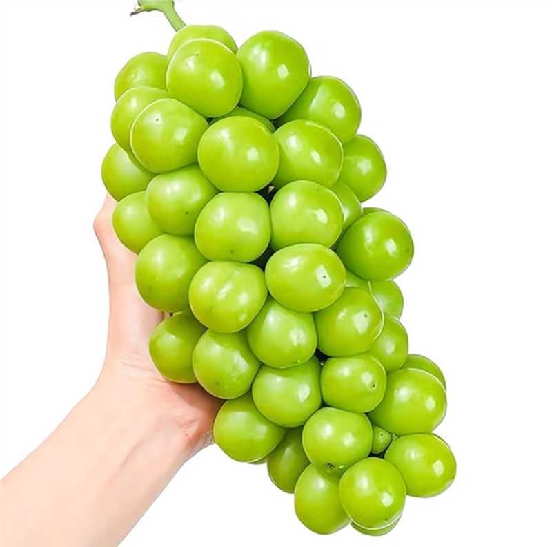 阳光玫瑰葡萄，产地直发，量大从优，欢迎老板视频看货