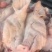 肥猪带耳
