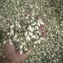 河南南阳槐花可批发可零售