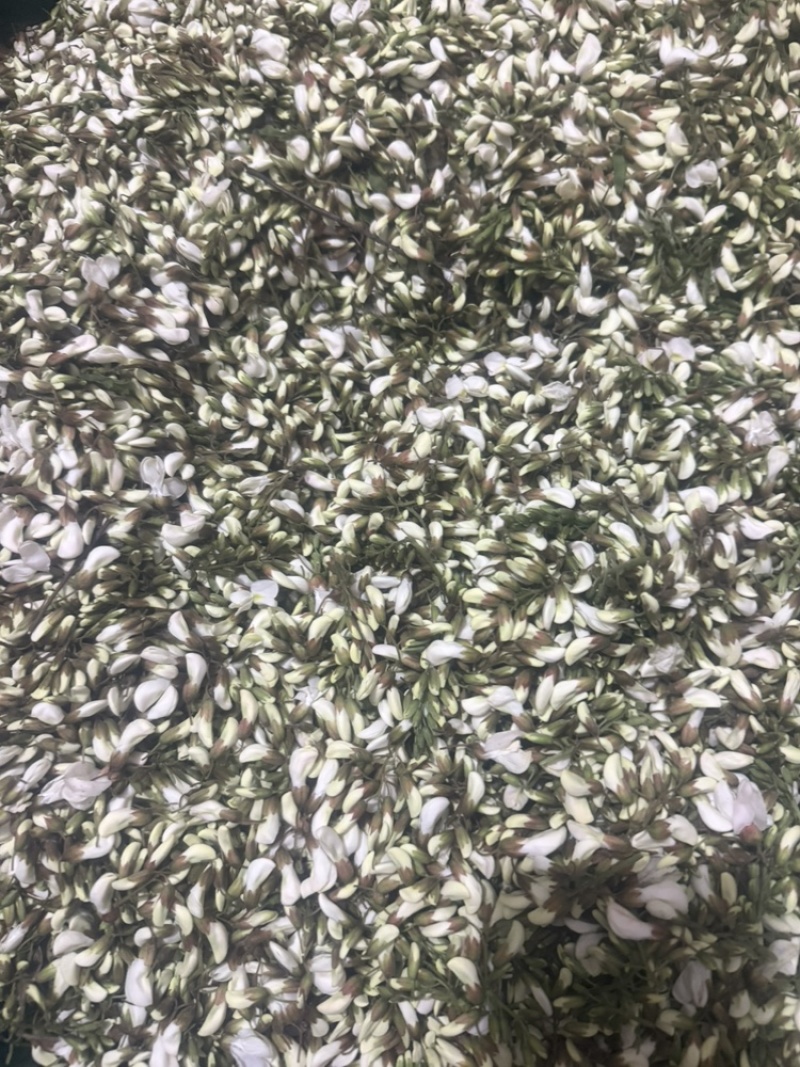 河南南阳槐花可批发可零售