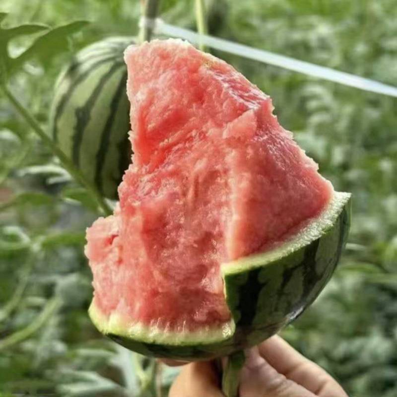 头茬无籽全美2k小西瓜产地供应，薄皮大红瓤供商批发