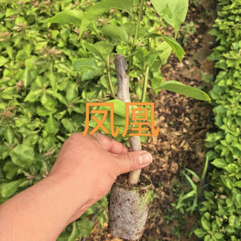 七彩凤凰三角梅