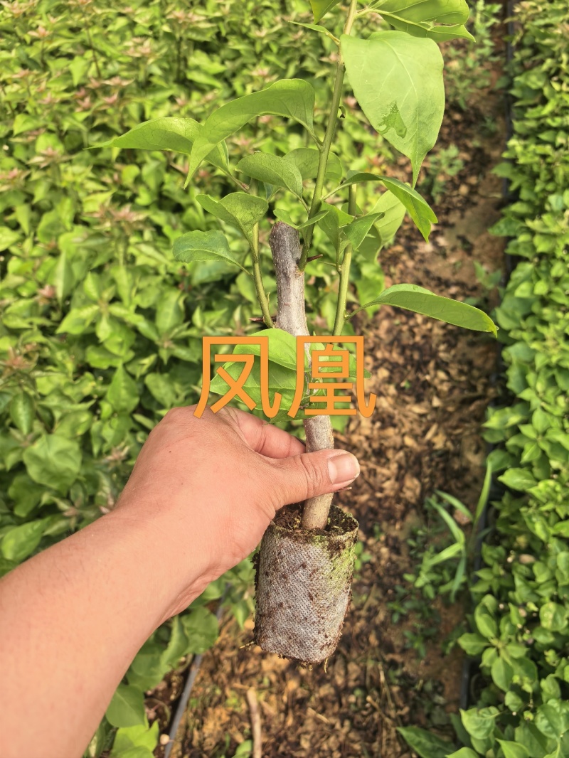 七彩凤凰三角梅