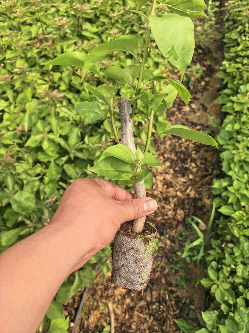 七彩凤凰三角梅