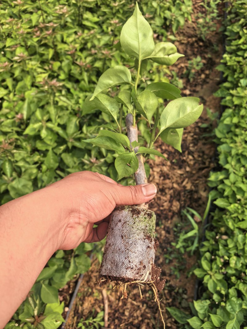 七彩凤凰三角梅