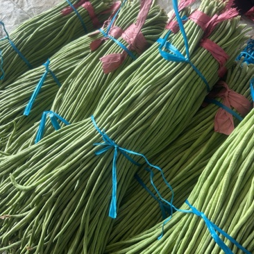 精品长豆角，已有大量货源，价格合理
