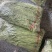 精品长豆角，已有大量货源，价格合理