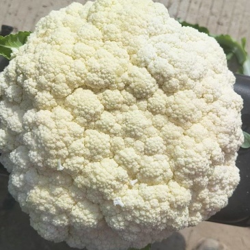 农家露天花菜