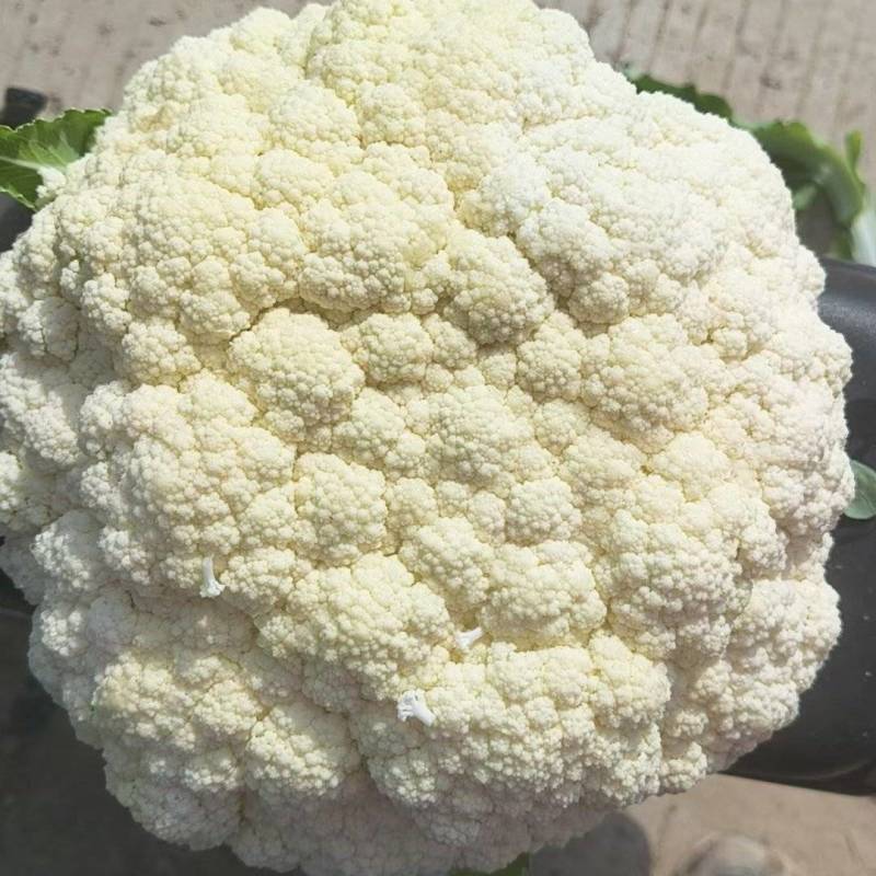 农家露天花菜