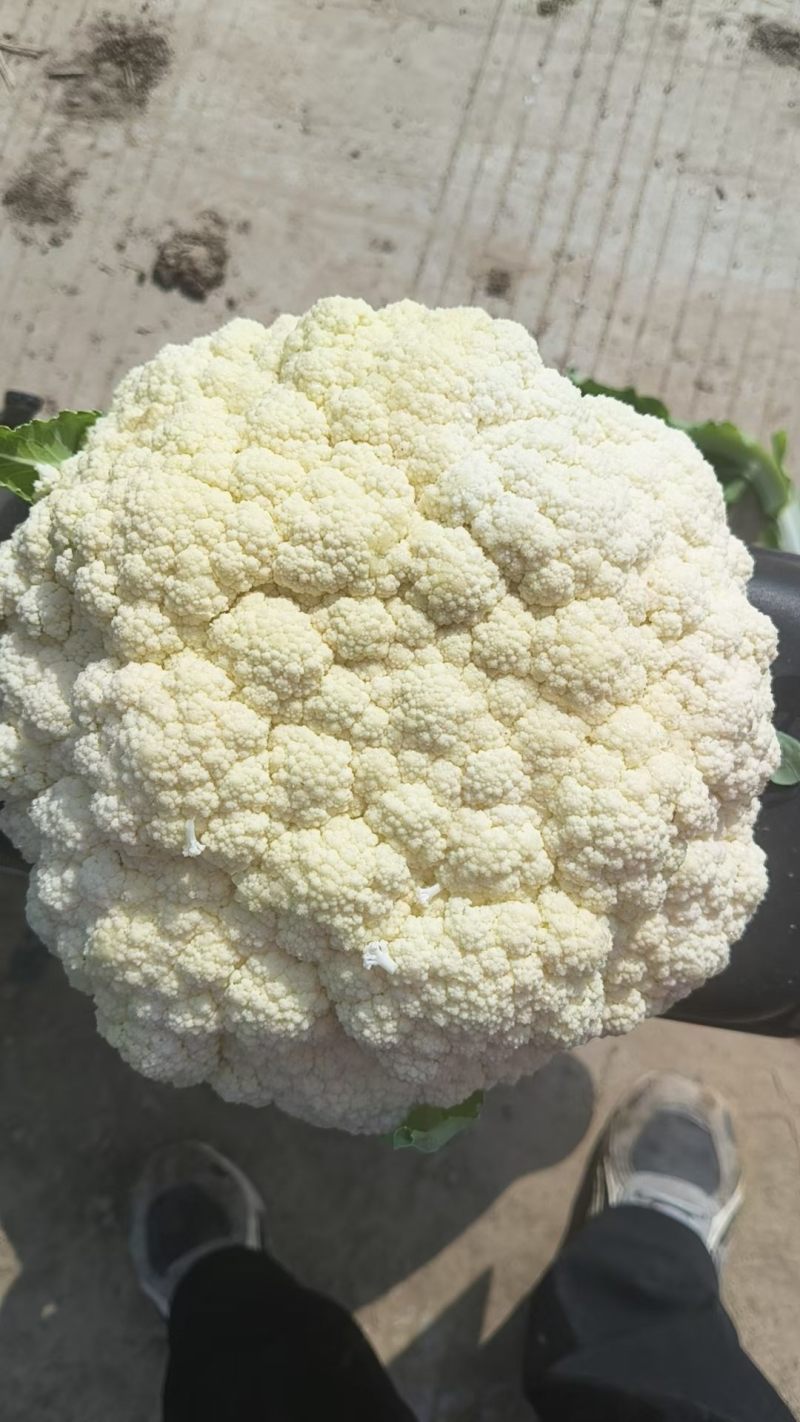 农家露天花菜