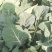 农家露天花菜