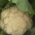 农家露天花菜