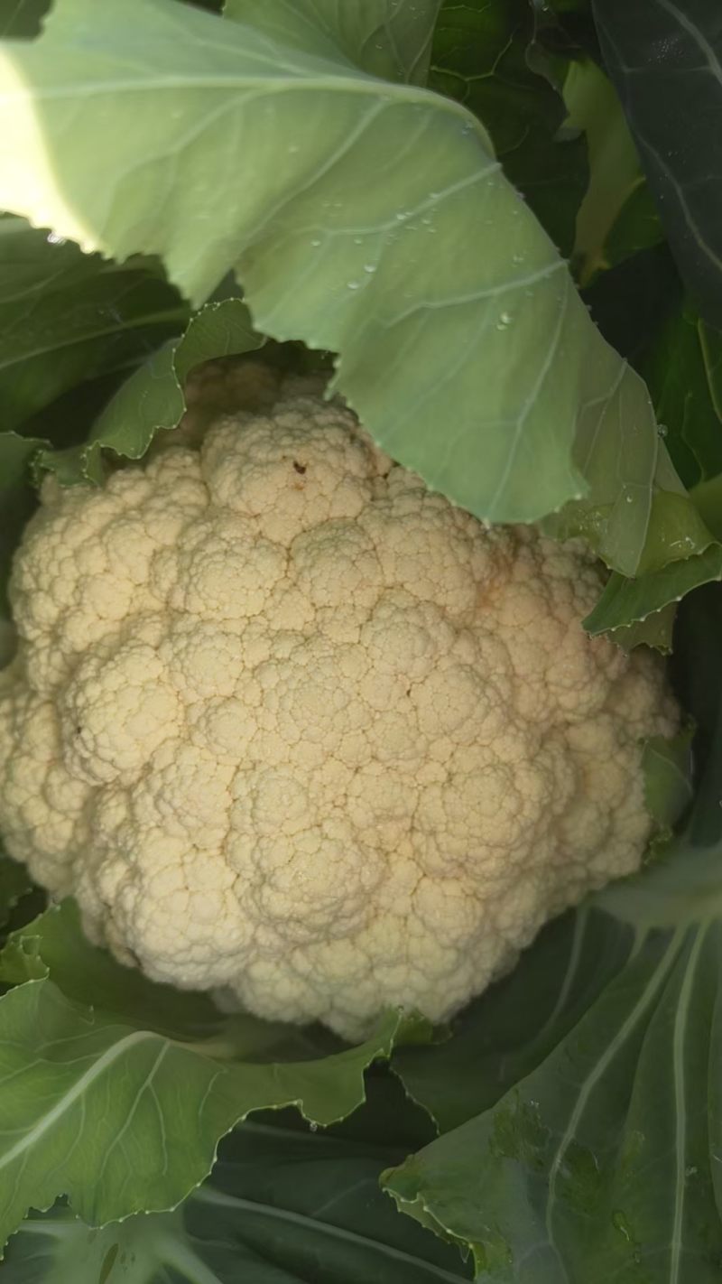 农家露天花菜
