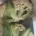 农家露天花菜