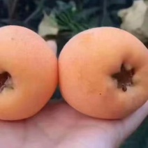 枇杷