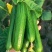 小黄瓜水果小黄瓜/清脆可口，现摘现发，大棚种植