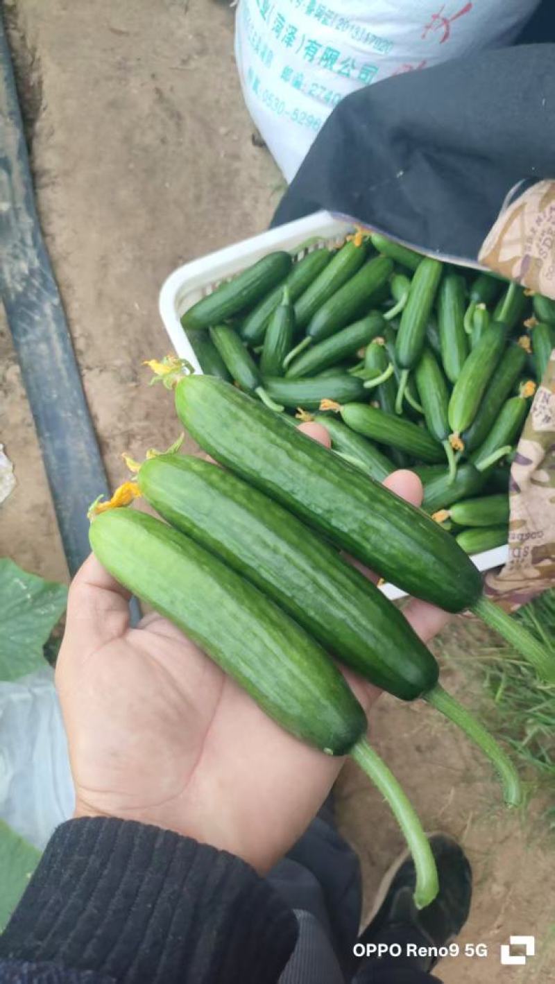 小黄瓜水果小黄瓜/清脆可口，现摘现发，大棚种植