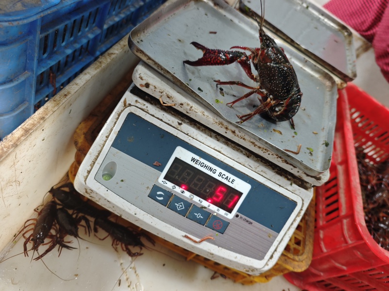 精品小龙虾