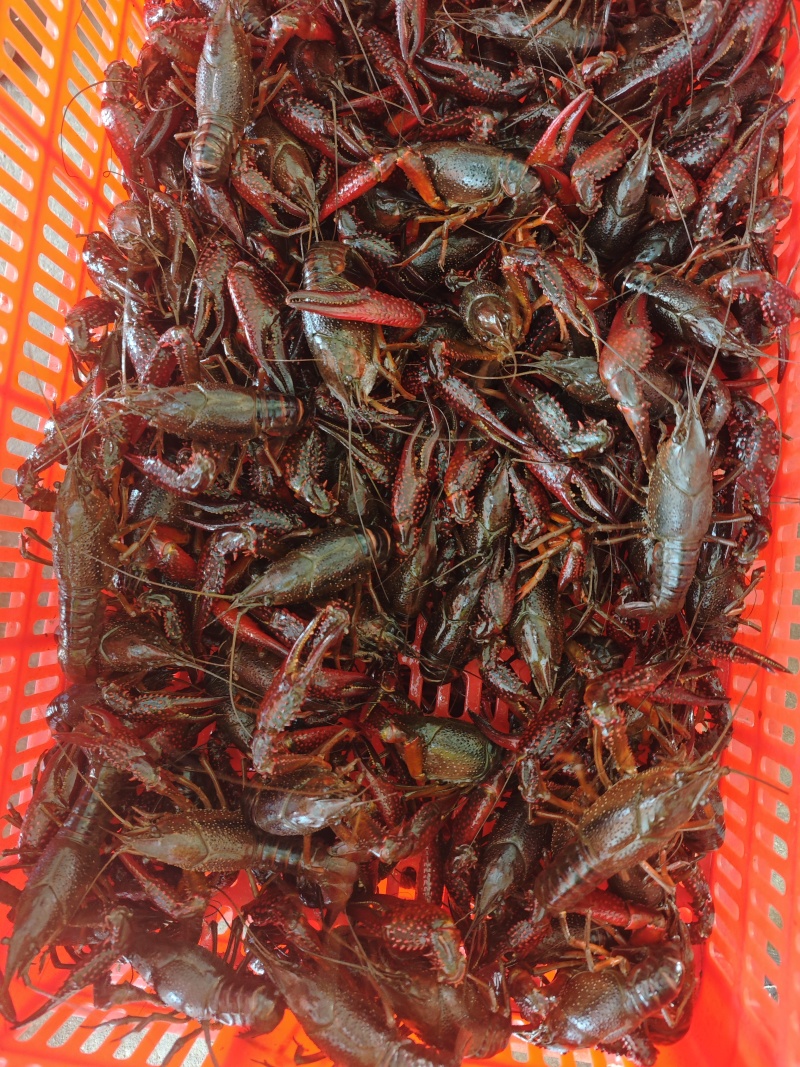 精品小龙虾