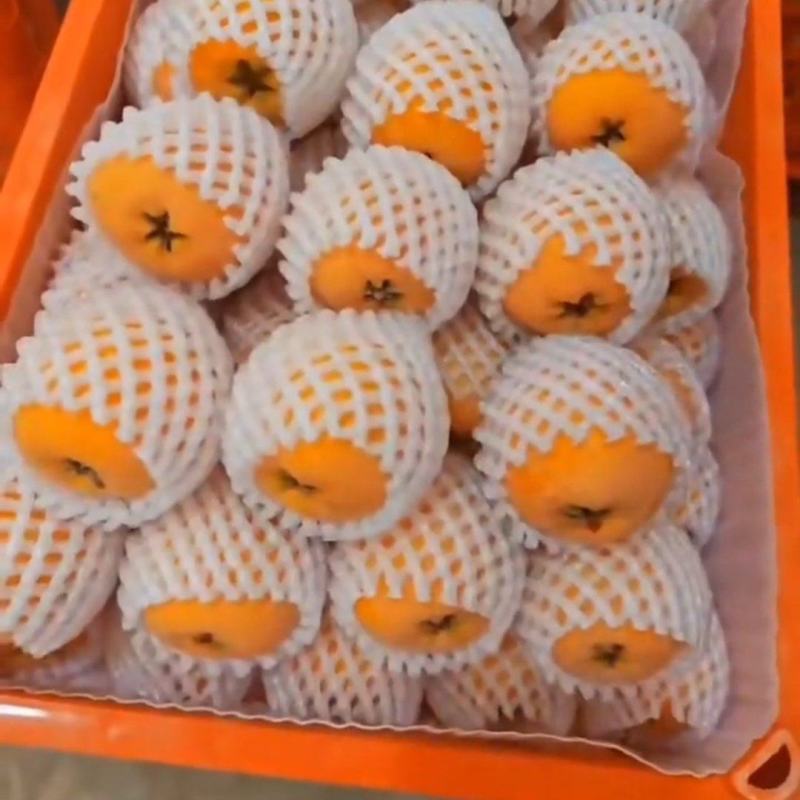 枇杷