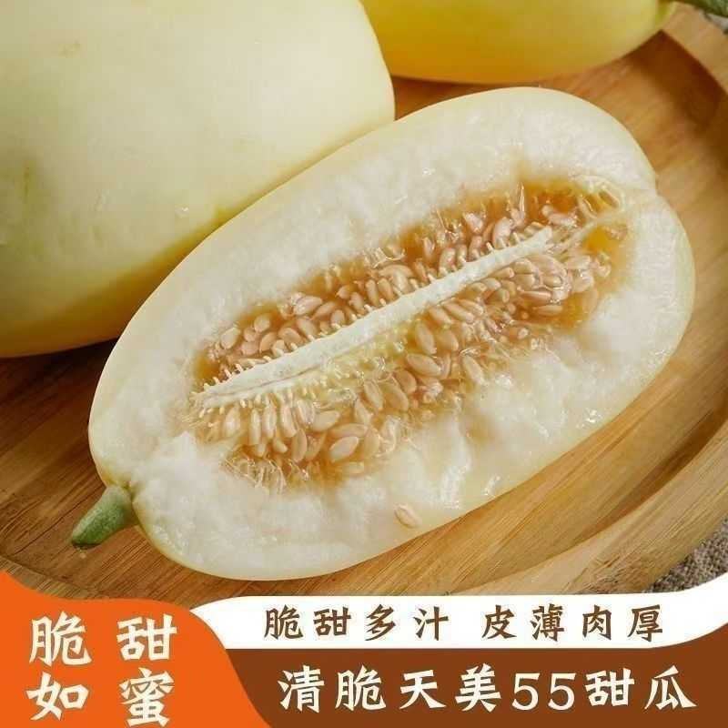 陕西大荔天美55甜瓜大量上市产地直发量大价优欢迎随时看货