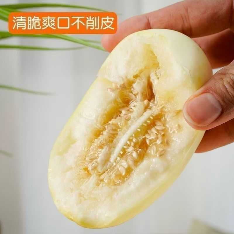 陕西大荔天美55甜瓜大量上市产地直发量大价优欢迎随时看货