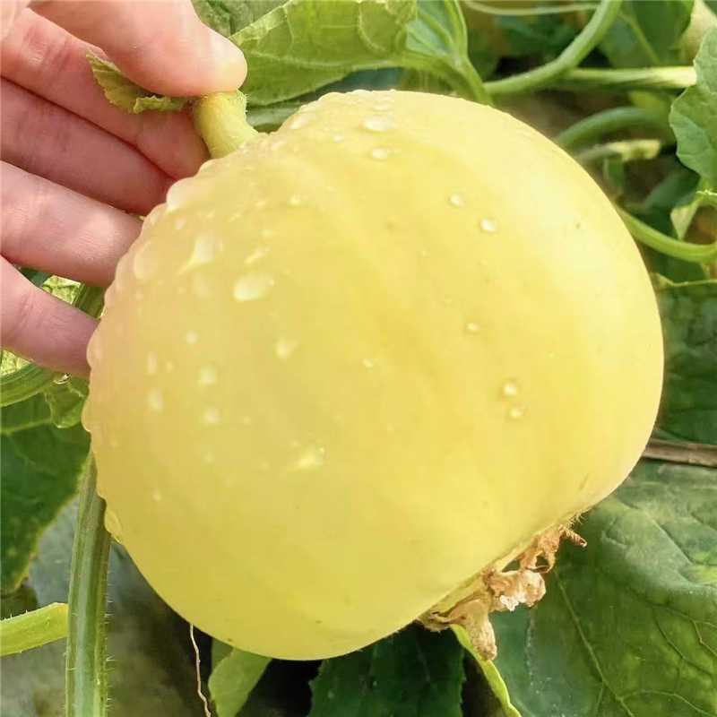 陕西大荔甜瓜星天20甜瓜产地直发一手货源量大价优欢迎联系