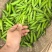 湖北豌豆荚大量上市基地直供
