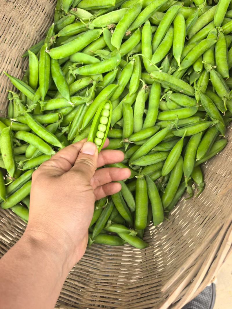 湖北豌豆荚大量上市基地直供