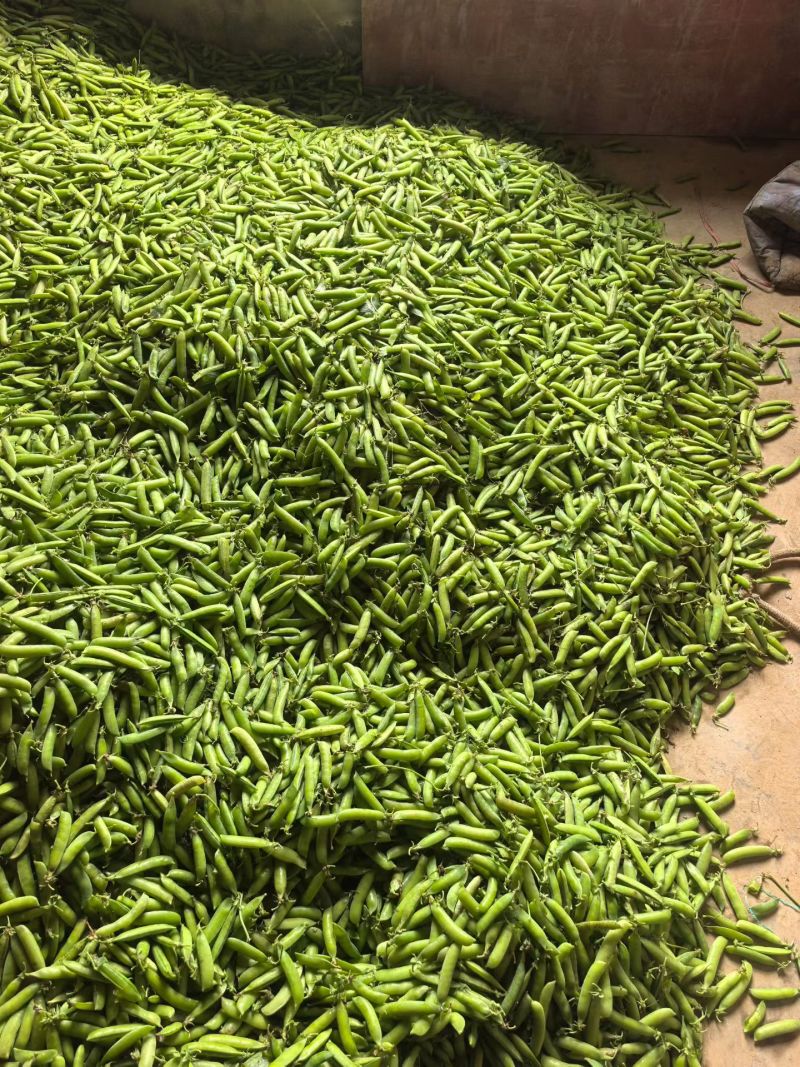 湖北豌豆荚大量上市基地直供