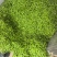 湖北豌豆荚大量上市基地直供