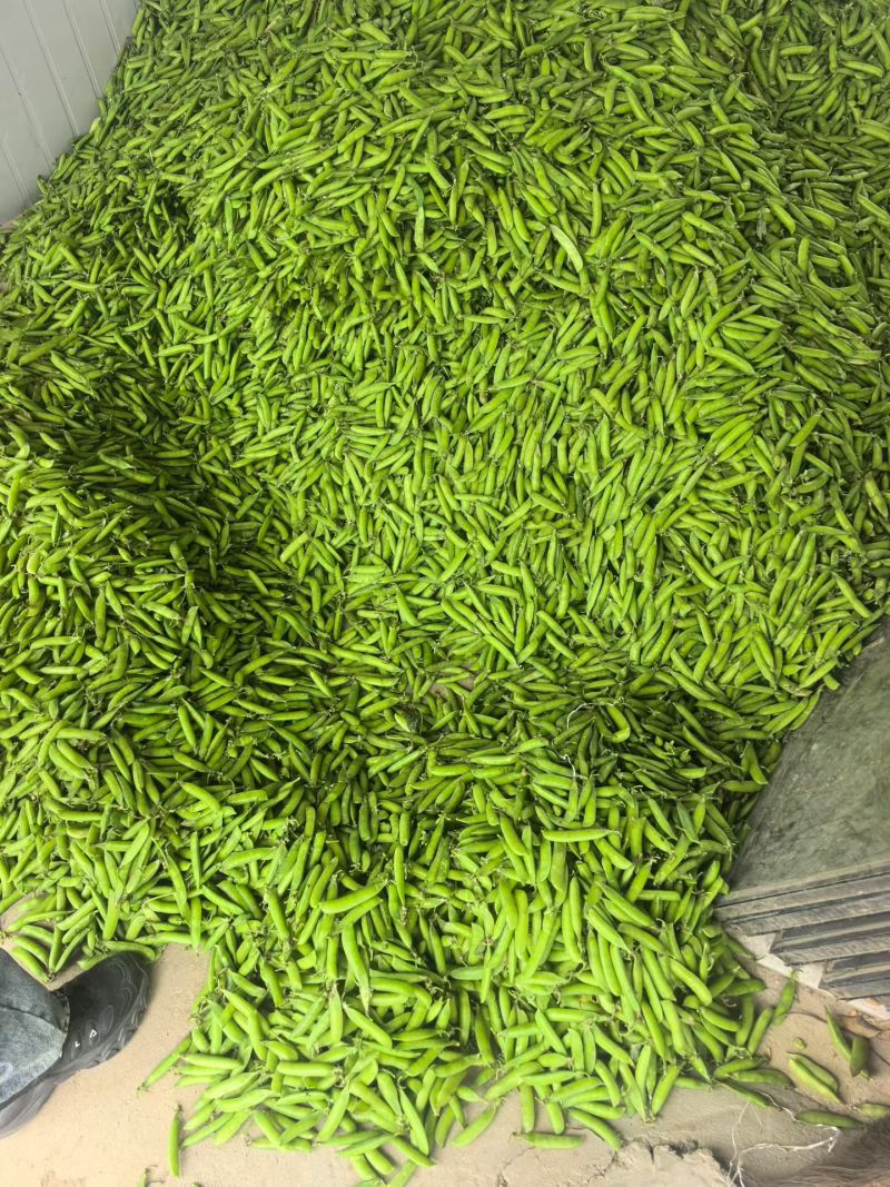 湖北豌豆荚大量上市基地直供