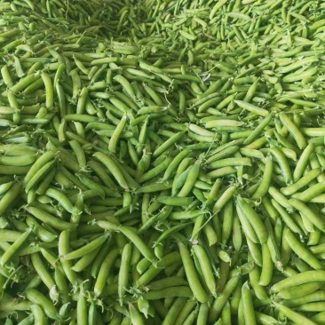 湖北豌豆荚大量上市基地直供