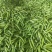 湖北豌豆荚大量上市基地直供