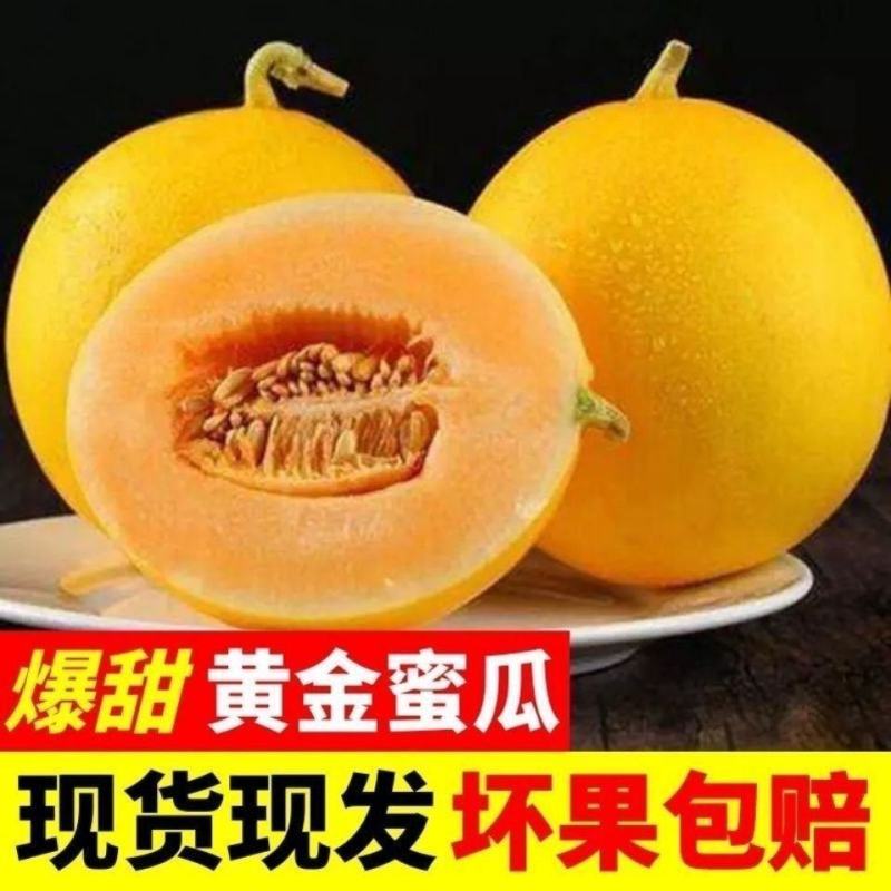 陕西黄河蜜瓜金红脆民勤蜜瓜同款一件代发