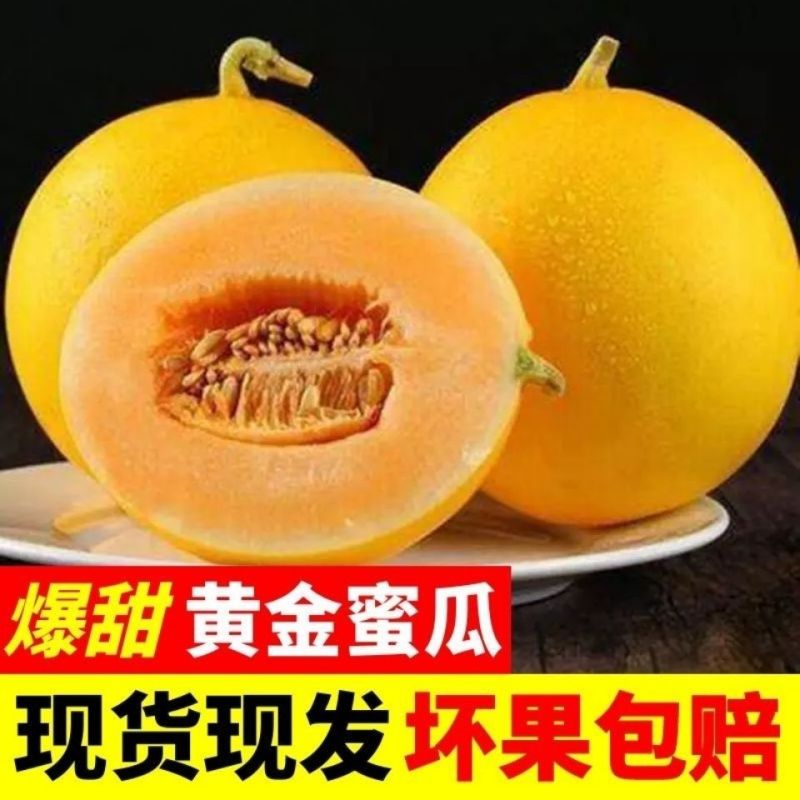 陕西黄河蜜瓜金红脆民勤蜜瓜同款一件代发