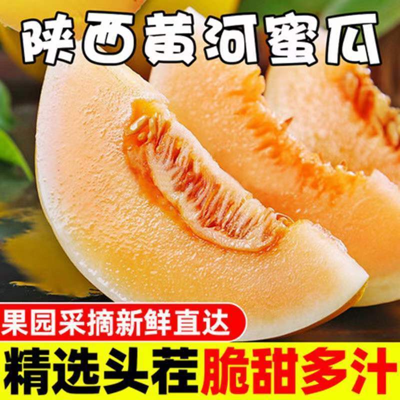 陕西黄河蜜瓜金红脆民勤蜜瓜同款一件代发