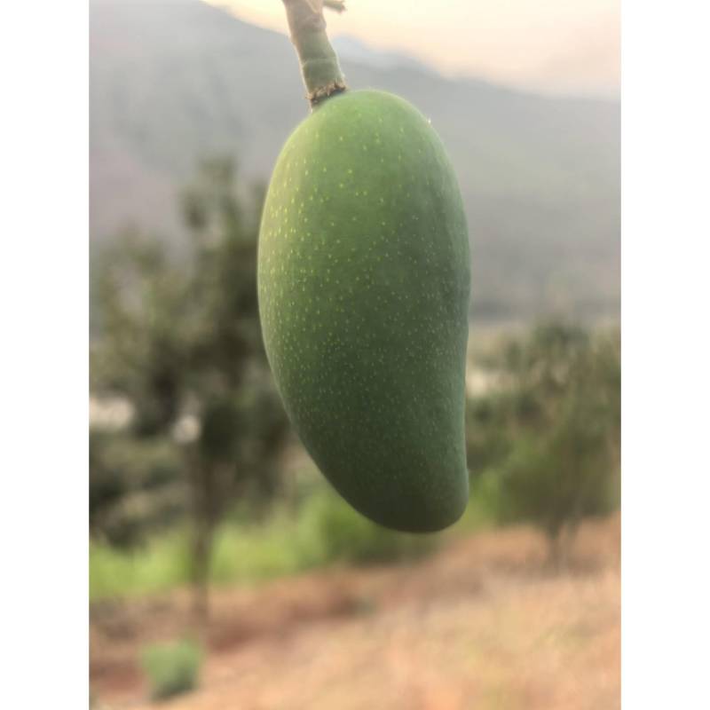 金煌芒