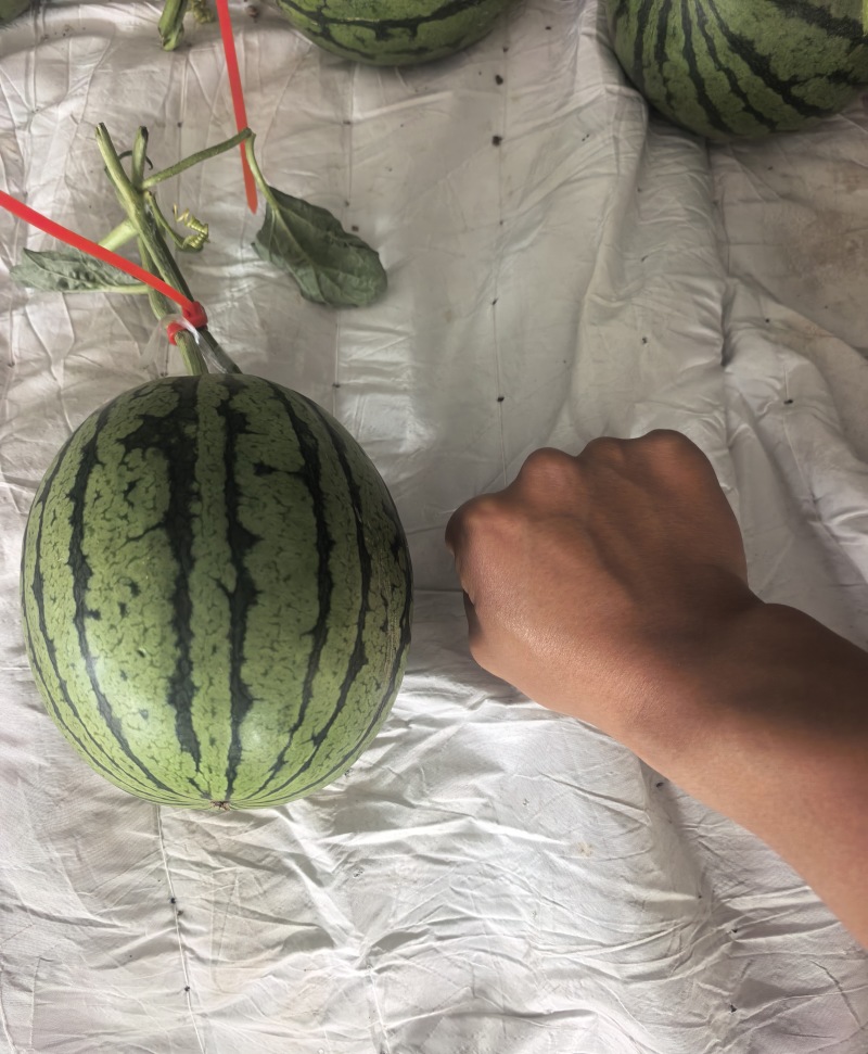 2k糖丸小西瓜