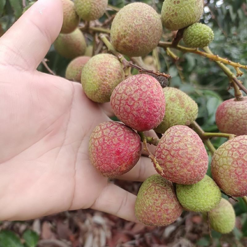 广东电白荔枝，科技一号产地一手货源价格实惠欢迎联系