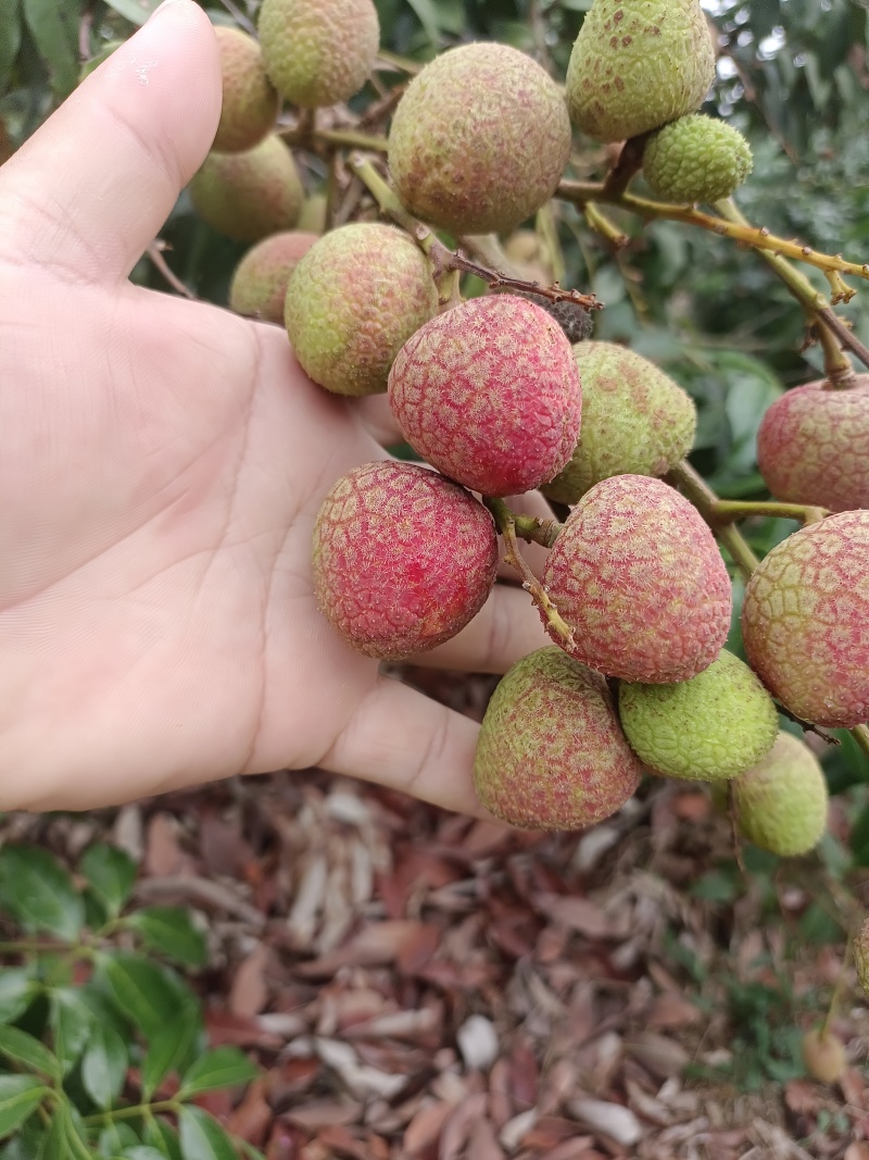 广东电白荔枝，科技一号产地一手货源价格实惠欢迎联系