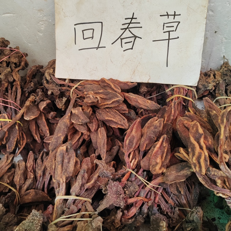 回春草，野生无硫，批发零售均可