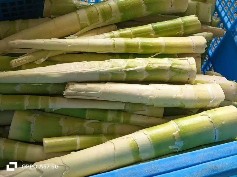 鲜笋干大量上市，对接市场档口，电商商超，诚信经营品质保障