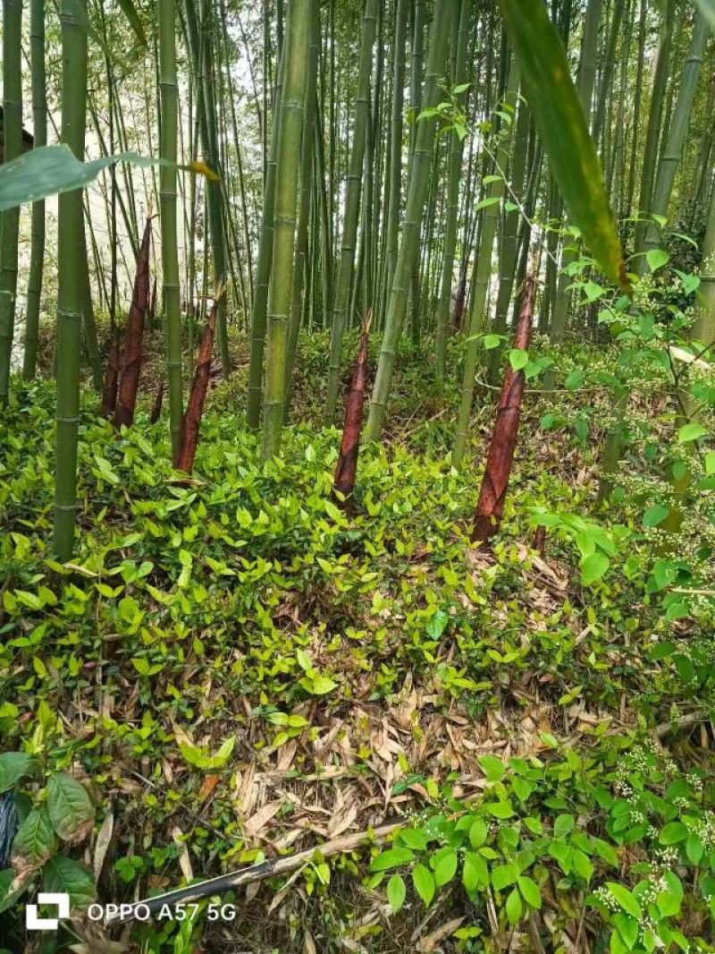 鲜笋干大量上市，对接市场档口，电商商超，诚信经营品质保障