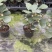 菩提基地直发