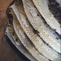 野生土蜂蜜