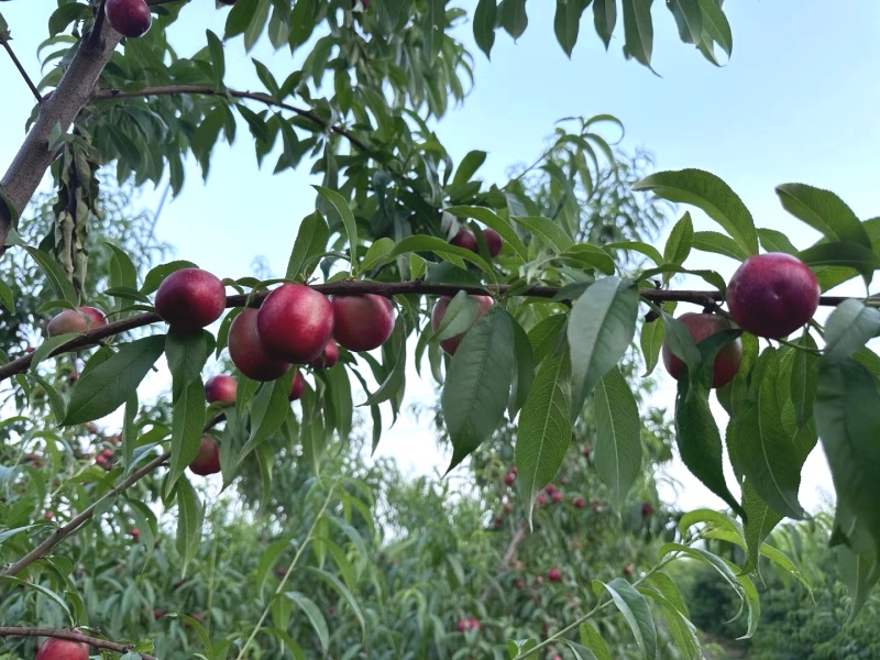 中油珠玉，高甜度油桃，五一后上市，有需要的请联系我。