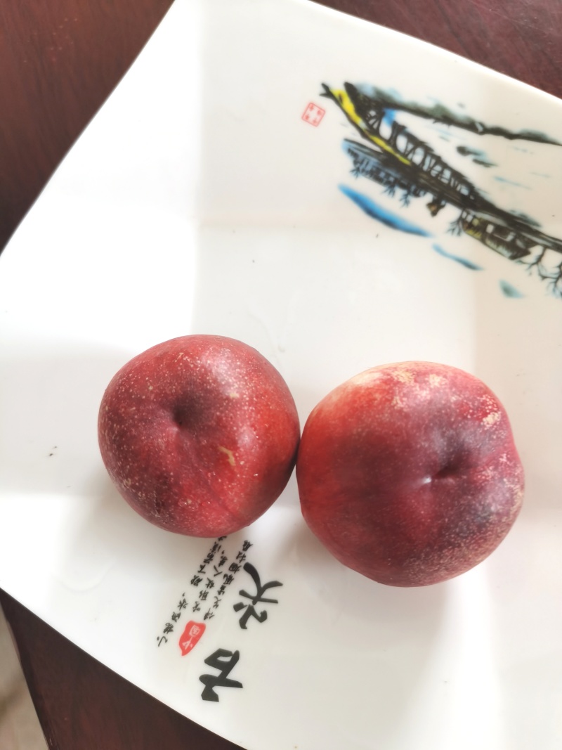 中油珠玉，高甜度油桃，五一后上市，有需要的请联系我。