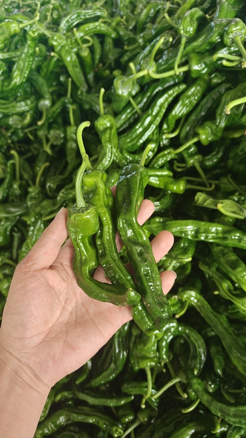 皱皮椒
